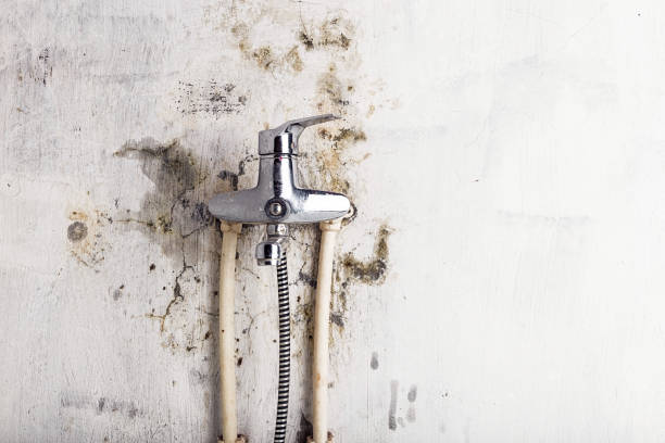 Best Residential Mold Remediation in Palos Heights, IL