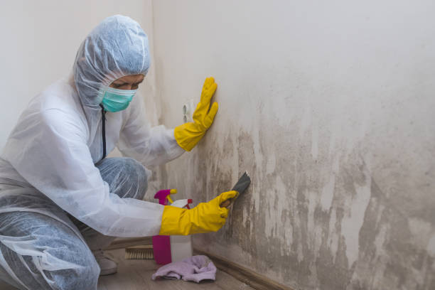 Best Commercial Mold Remediation in Palos Heights, IL