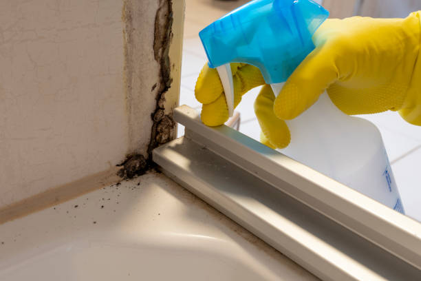 Best DIY Mold Remediation Support Services in Palos Heights, IL