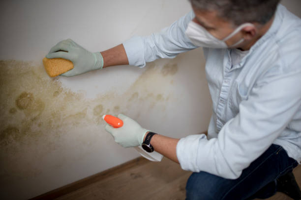 Best Post-Flood Mold Remediation in Palos Heights, IL