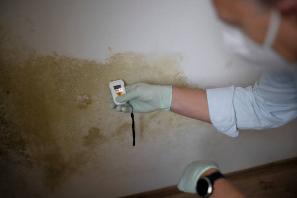 Best Attic Mold Remediation in Palos Heights, IL