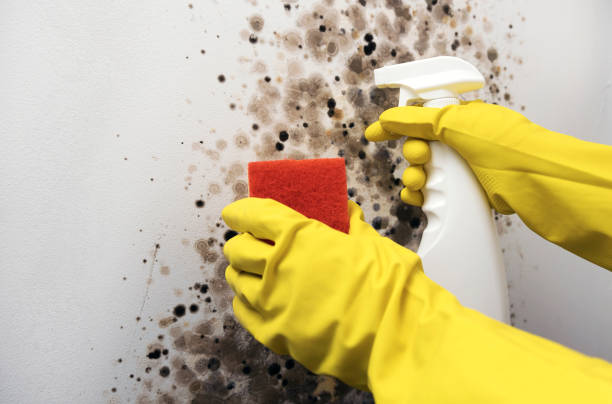 Best White Mold Remediation in Palos Heights, IL
