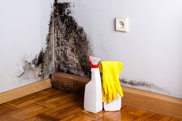 Professional Mold Remediation in Palos Heights, IL